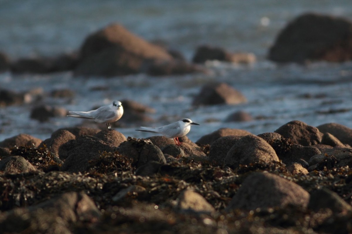 The Origins And Revival Of Patchwork Challenge Low Carbon Birding